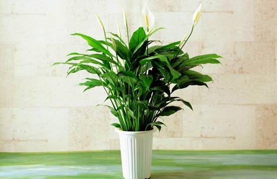 盆栽一帆風順怎么養(yǎng)，教你八個方法便可爆盆