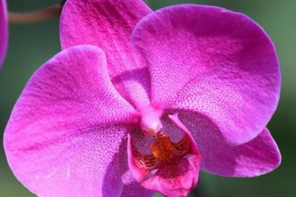 蝴蝶蘭的根部長出的莖是什么