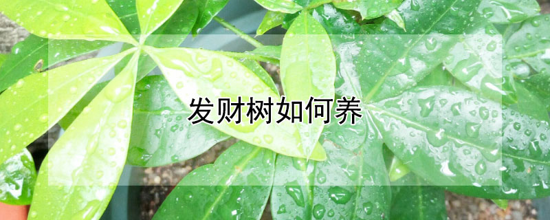 發(fā)財(cái)樹如何養(yǎng)