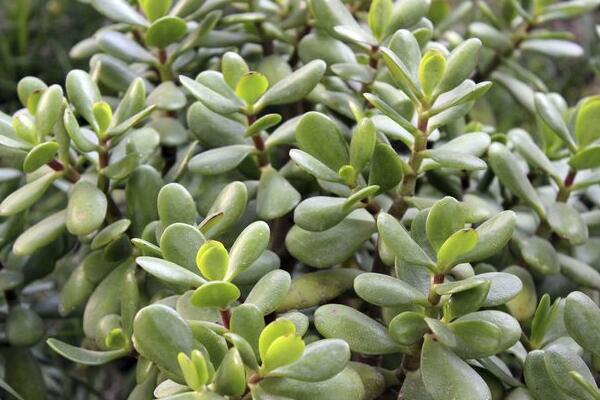 玉樹怎么養(yǎng)護，玉樹的四季養(yǎng)護方法