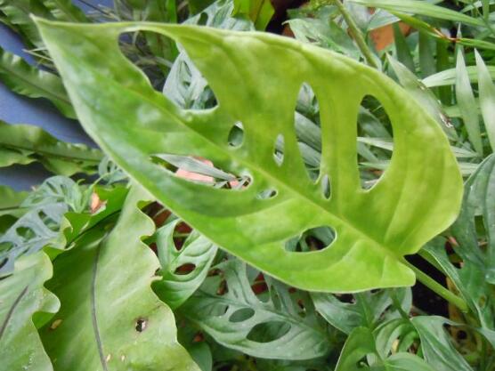 萬年青植物有幾種，盤點最令人欣賞的十大品種