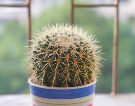 小仙人球的養(yǎng)殖方法和注意事項(xiàng)，老農(nóng)詳解七大最有效養(yǎng)殖方法