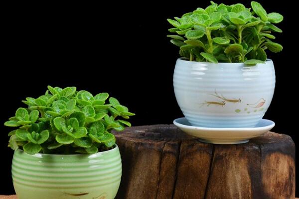 碰碰香能泡茶嗎，碰碰香泡茶作用非常明顯