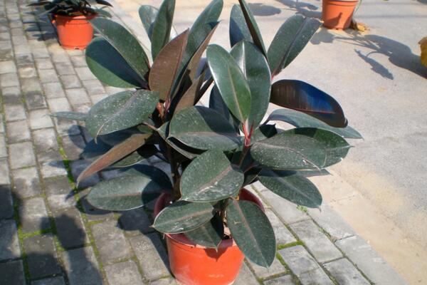 橡皮樹怎么養(yǎng)才長(zhǎng)的好，讓橡皮樹越長(zhǎng)越好的5大技巧