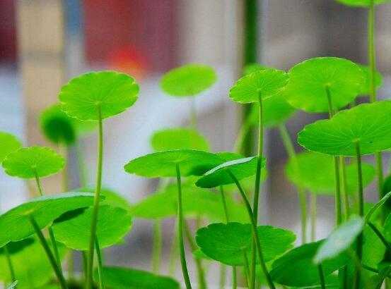 銅錢草和鏡面草的區(qū)別，外觀/生長環(huán)境/價值三種區(qū)別方法