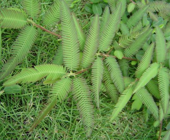 含羞草為什么會(huì)閉合，講述最科學(xué)的合理解釋(葉枕水分感應(yīng))