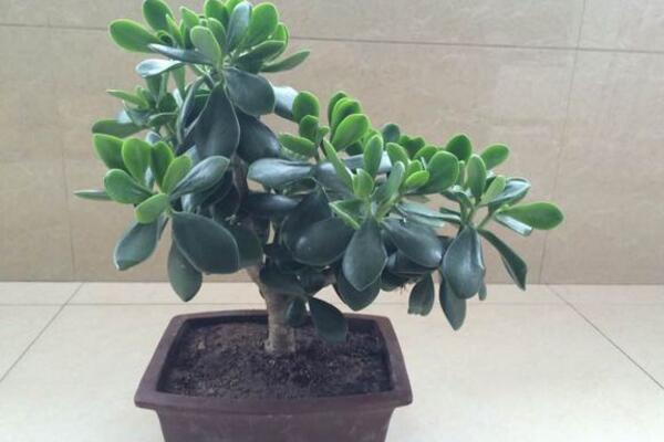 燕子掌會開花嗎，可以開花但是開花難度較高