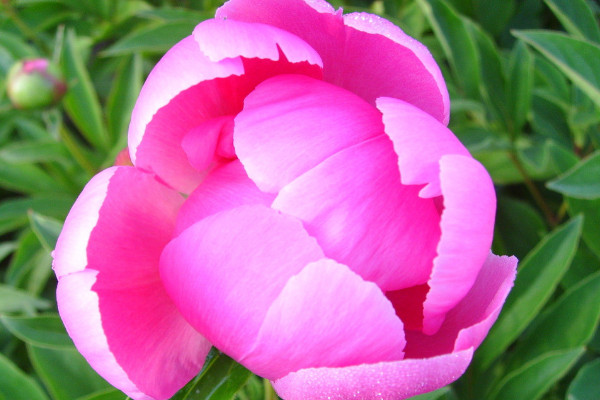 芍藥花對(duì)溫度的要求