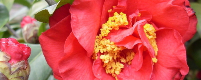 茶花夏季一般能長(zhǎng)多高