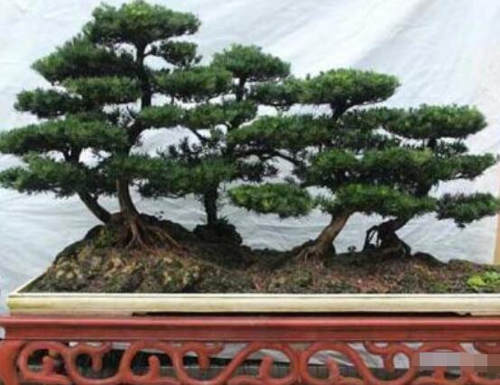 羅漢松造型最佳時(shí)間，每年7-8月份最好(生長(zhǎng)旺盛期)