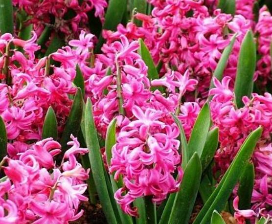 風(fēng)信子葉子太長(zhǎng)立不住是怎么回事，教你常見三種原因以及解決方法