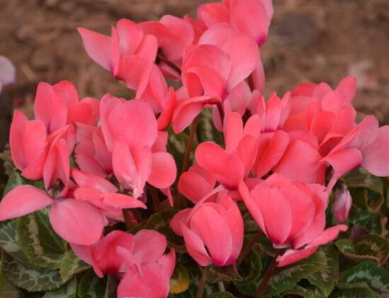 仙客來休眠多長時間，不同環(huán)境不同休眠期(夏季)