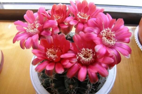 仙人球什么季節(jié)開(kāi)花，夏季是仙人球的盛花期