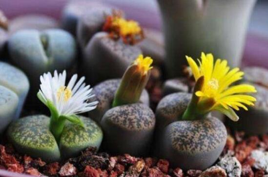 生石花怎么養(yǎng)長得快，老農(nóng)總結(jié)五個快速生長好方法