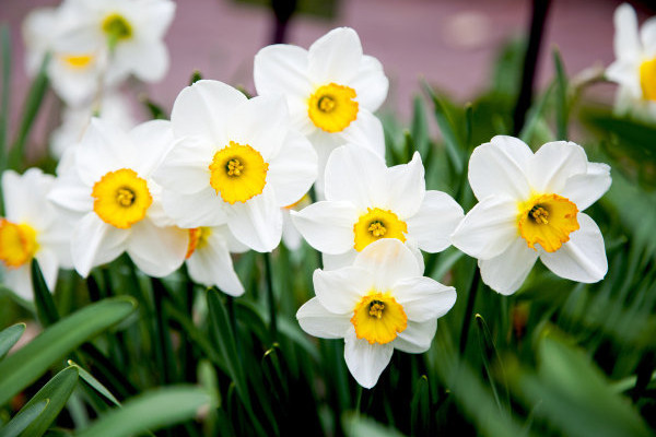 為什么水仙花會(huì)下垂呢
