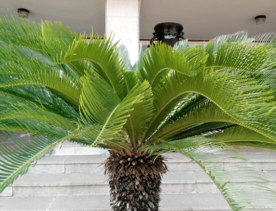 鐵樹品種，細(xì)數(shù)鐵樹最受喜愛八大品種