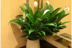 一帆風順怎么繁殖，一帆風順分株過程圖解