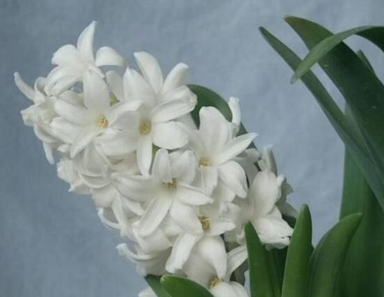 風(fēng)信子花代表什么意思，代表著永遠(yuǎn)的懷念、重生的愛(ài)