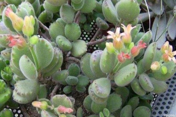 熊童子夏天怎么澆水，保持土壤微微濕潤即可