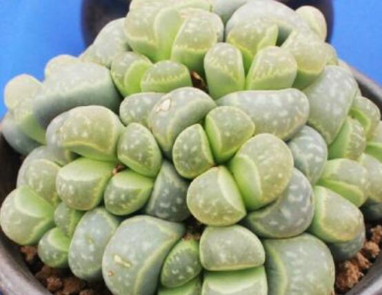 夏天生石花怎么養(yǎng)，做好五個要點可安然度夏