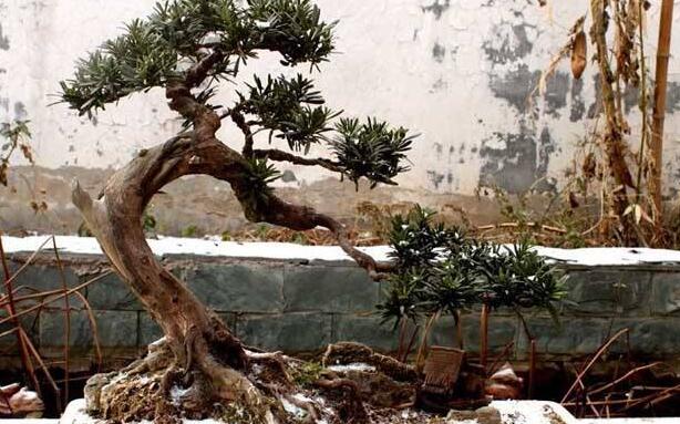 羅漢松最佳修剪時間，常年都可以進行修剪