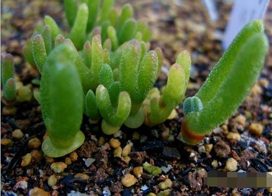 碧光環(huán)種植方法，擇健康種子、保水保肥土壤/淺盆為主