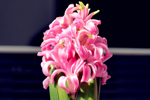 風信子水培怎么養(yǎng)