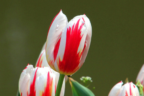 郁金香復(fù)花性好的品種