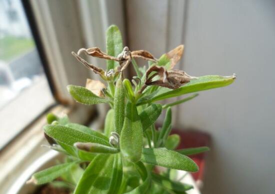 薰衣草葉子干枯怎么辦，教你正確的補(bǔ)救方法