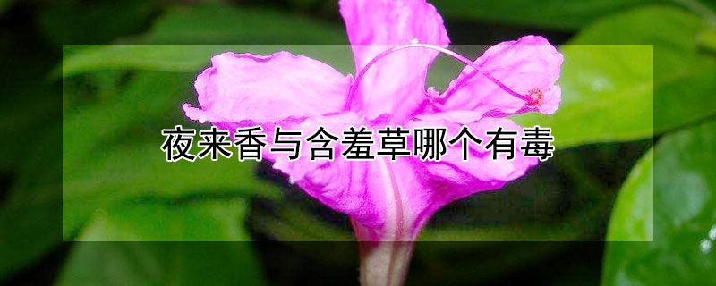 夜來(lái)香與含羞草哪個(gè)有毒