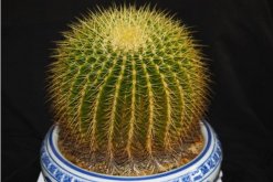 金虎仙人球變黃怎么辦，多半是澆水、溫度、光照三個方面沒做好