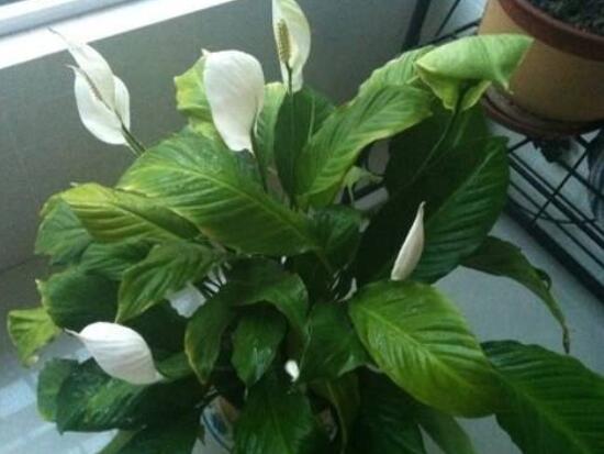 一帆風(fēng)順花期，大多數(shù)在5-8月開花(一年四季均可開花)