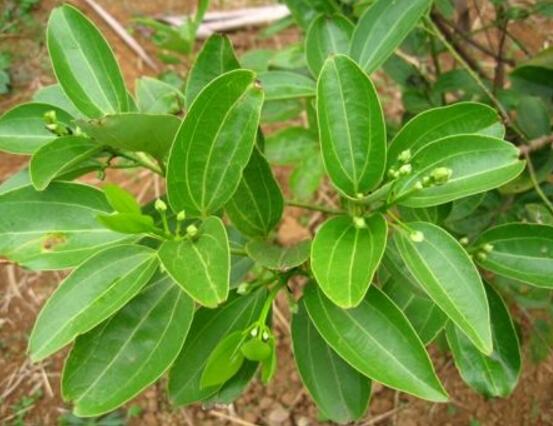 平安樹(shù)葉子耷拉怎么辦，三種原因以及解決辦法