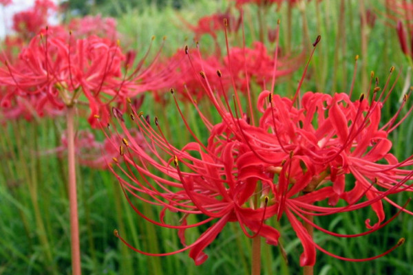 彼岸花夏天會(huì)開花嗎
