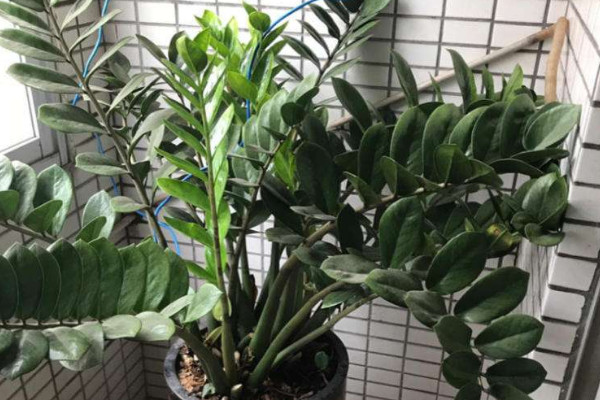 金錢(qián)樹(shù)怎么移植花盆