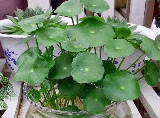 銅錢草焉了怎么回事，多半是澆水和光照不當(dāng)導(dǎo)致