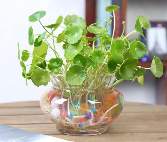銅錢草水培怎么固定根，，擇一些小花石置于水瓶底部(美觀固定)