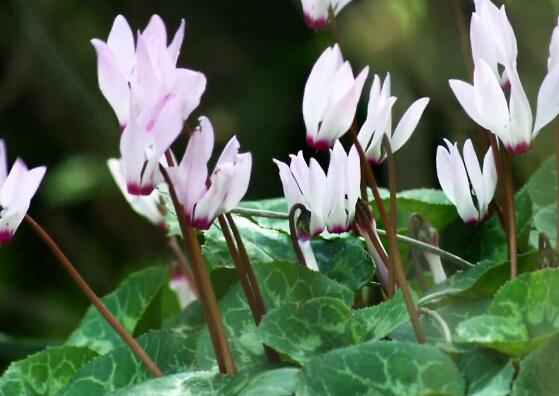 仙客來突然蔫了怎么辦，主要就是光照和澆水不當(dāng)導(dǎo)致