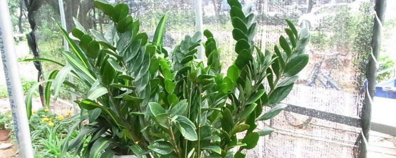 金錢(qián)樹(shù)用大盆還是小盆