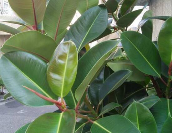 橡皮樹葉子打卷怎么辦，保持光照充足、溫度合理、忌積水