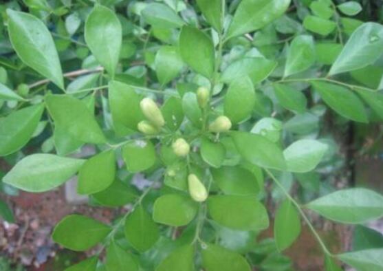 九里香剪枝后多久開(kāi)花，春季修剪最佳/百天后花開(kāi)爆盆