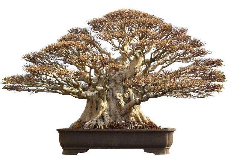 榕樹(shù)寓意到底是好是壞，在古代南方被稱為神樹(shù)的象征