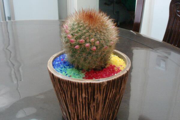 仙人球的換盆方法，5步即可完成仙人球換盆