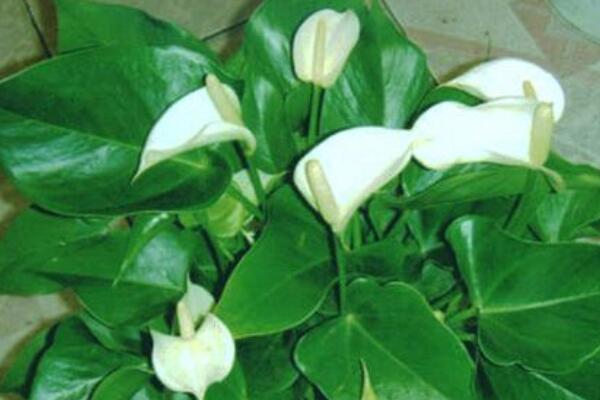 一帆風(fēng)順花變綠怎么剪