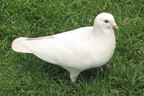 鴿子認(rèn)識主人要多久