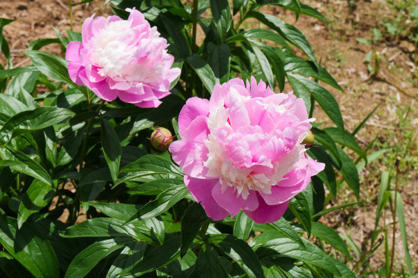 牡丹冬天怎么養(yǎng)護