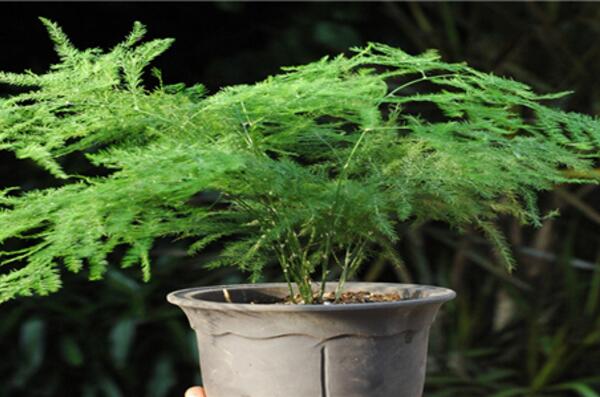 文竹為什么要用茶水澆，有利于它的生長但要注意用法