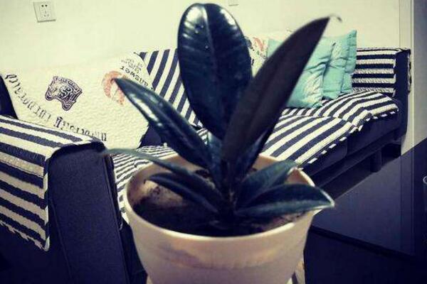 橡皮樹怎么移植，選擇透氣性較好的花盆很重要