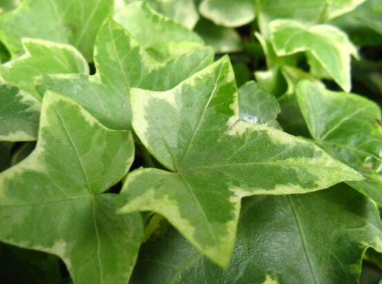 常春藤葉子干枯怎么辦，做好這五點即可恢復生機