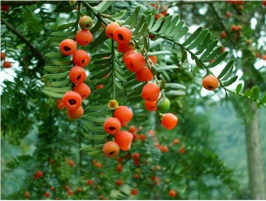 紅豆杉病蟲害的防治方法，莖腐病和白絹病是罪魁禍?zhǔn)? data-1OYC=